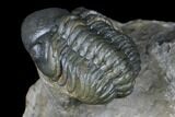 Dalejeproetus & Two Reedops Trilobite Association #174904-13